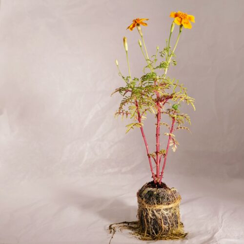 Marigold