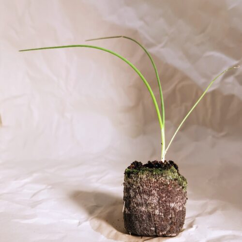 Spring Onion