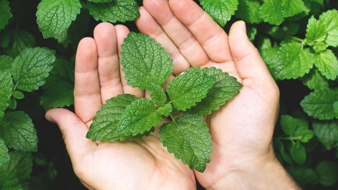 Mint - June Newsletter