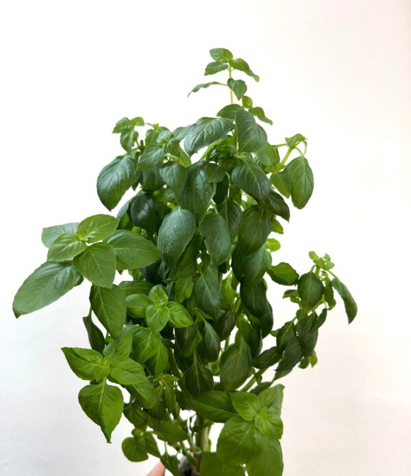 Lemon Basil - Grobrix